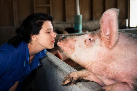 A female vet in a blue shirt stands face-to-face with a large pig that is leaning its head and front trotter on the barrier. The doctor poses as if she’s about to kiss the pig on its snout.