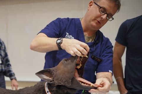 a veterinarian holds open the mouth of a mannequin dog during a session at Cummings School that prepared veterinarians to train first responders to treat and transport injured police dogs.
