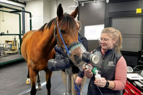 A horse is outfitted with a clear mask over its mouth and nose as a female veterinarian administers asthma medication through the mask.