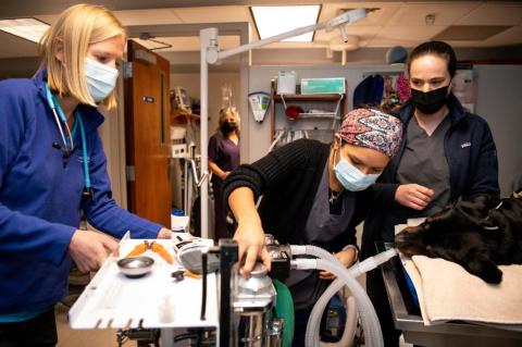 Ashley Sierra, V22, adjusts oxygen flow for a patient at Tufts at Tech with Jenni Grady, clinical assistant professor at Cummings School (pictured left), and Kate Zukowski, veterinary technician. 