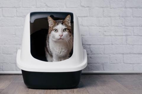 An adult cat sitting in a litter box  