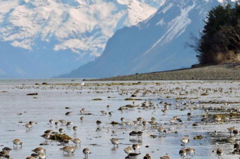 A feeding frenzy of western sandpipers during the mass migration via Cordova, Alaska – a key study site in the paper.