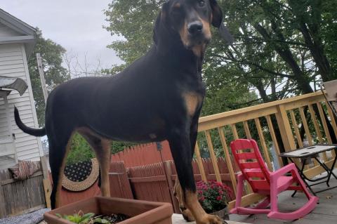 Buddy, a Coonhound mix, stands on a porch outside