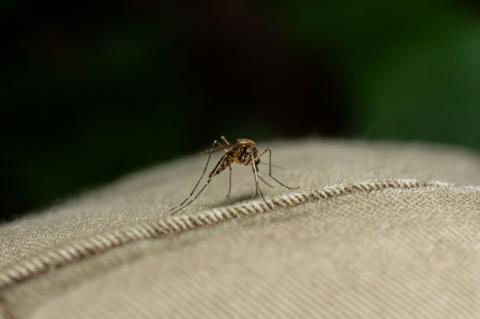Very closeup photograph of a common house mosquito on a demin-clad knee