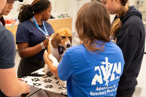 Students participated in the Adventures in Veterinary Medicine program at Cummings School of Veterinary Medicine