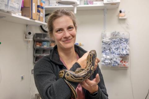Zoologist Marjorie Bercier holding a live snake in a veterinary clinic