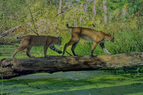 Two bobcats walk on a fallen tree over a shallow pond
