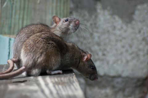 Two brown rats sniffing around the ground