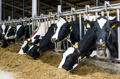 Dairy cows on a farm eat hay on a farm.