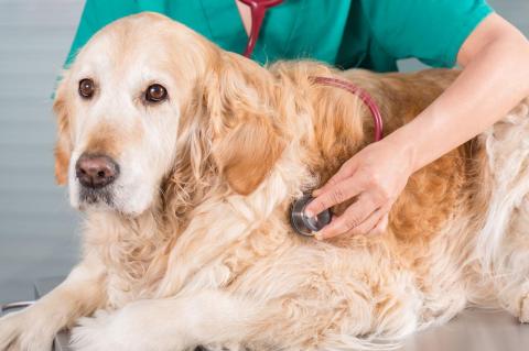 A veterinarian listens to a golden retriever&#039;s chest with a stethoscope 