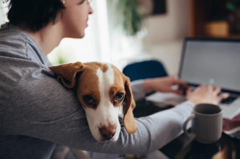 A brown-and-white dog sits in a young man&#039;s lap while he works on the computer at a desk