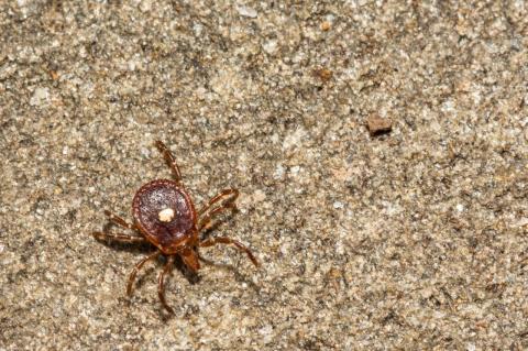 A brown lone star tick on light brown sand