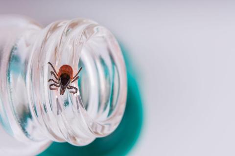 A deer tick on the edge of a glass container 