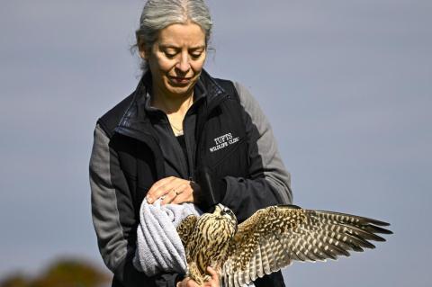 Tufts Wildlife Clinic Director Maureen Murray prepares to release a peregrine falcon back into the wild.