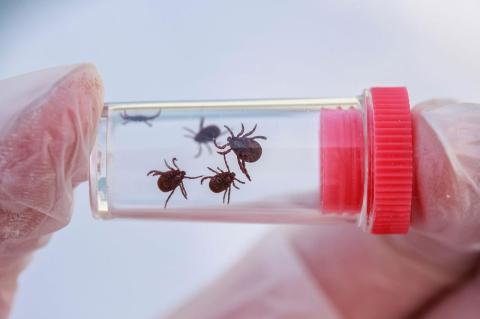 Ticks in a test tube, held by a gloved hand in a lab.