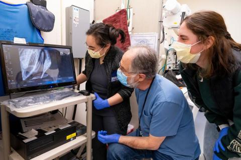 Professor Mark Pokras reviews x-rays of a loon with veterinary students at Cummings School of Veterinary Medicine