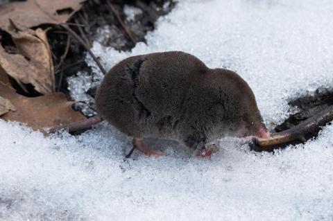 A shrew walks through leaves and snow