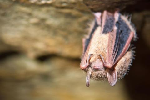A tri-color bat upside down in a cave.