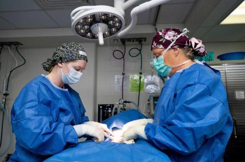 Veterinary student Sydney Reed, V27, and Laurence Sawyer, assistant teaching professor at Cummings School of Veterinary Medicine and director of the Luke and Lily Lerner Spay/Neuter Clinic, discuss a surgery before beginning.