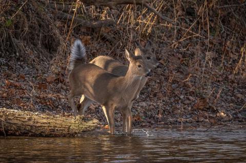 Two white-tailed deer stand at the edge of a small river