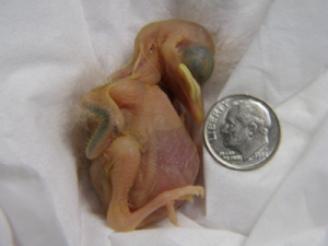 Nestling bird, sleeping next to dime coin for size comparison