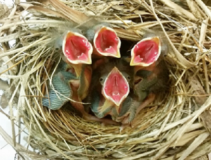 Nestling birds, in nest with mouths open