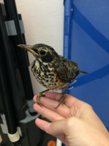 Fledgling