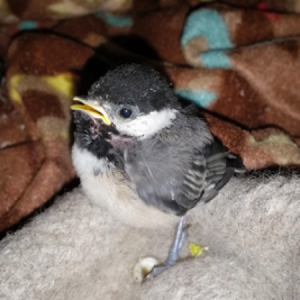 Fledgling