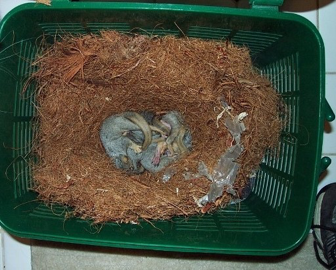 Mammal nest