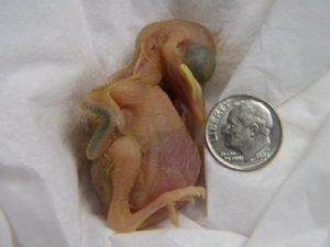 Nestling lying next to a dime