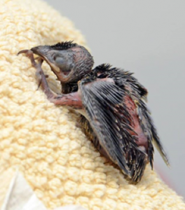 Nestling