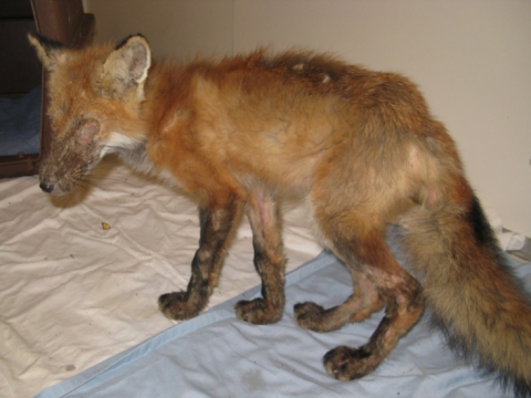 Red fox with mange